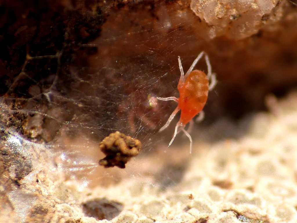 Colonia di Bdellidae? - Tolfa (RM)